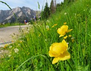 Bello il ‘Sentiero delle panchine ‘ ad anello da San Simone-Passo San Simone + Forcella Rossa-17giu25 - FOTOGALLERY